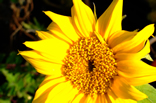 sunflower_TERA